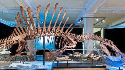 Immer wieder was Neues - auch wenn es ganz alt ist. Der noch nie zuvor so gesehene Spinosaurus lockte 2016 Besucher ins Naturkundemuseum. 