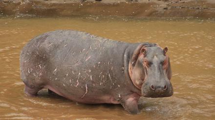 Ein Nilpferd steht in einem Fluss mit braungefärbtem Wasser.