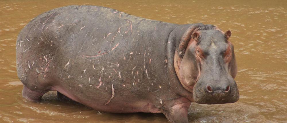Ein Nilpferd steht in einem braungefärbten Fluss.
