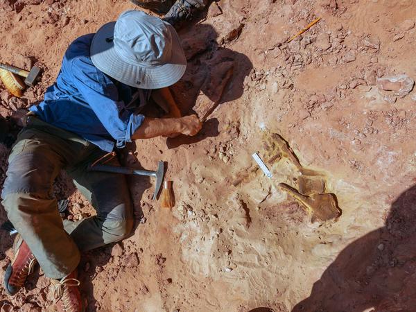 Ein Paläontologe arbeitet an der Fundstelle des Dinosaurierschwanzes in der Wüste Marokkos.