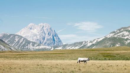 Open Range. Auf der Hochebene Campo Imperatore in den Abruzzen hat das Vieh viel Platz. Über der weiten Graslandschaft thront der Corno Grande (2912 Meter).