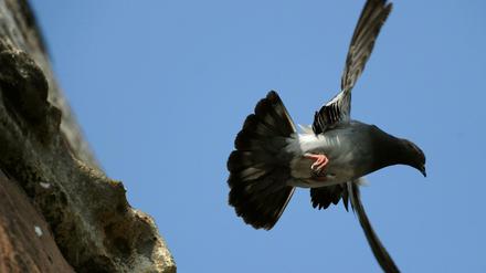 Eine Taube fliegt am von einem Mauervorsprung weg. (Archivbild)