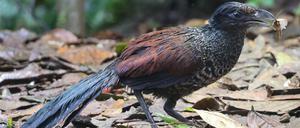 Der Bindengrundkuckuck (Neomorphus radiolosus) lässt sich in tropischen Waldgebieten auch anhand seiner Lautäußerungen nachweisen.