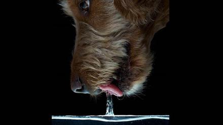 Spritzt furchtbar, ist aber effektiv: Mit zurückgeklappter Zunge erzeugen Hunde beim Trinken eine besonders großvolumige Wassersäule, die sie aufschnappen kurz bevor sie wieder zusammenfällt. 