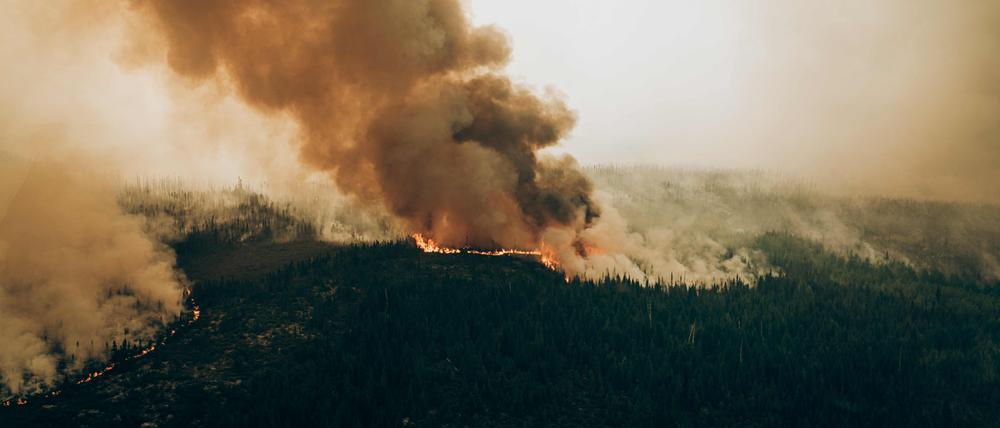 Riesige Waldbrände in Kanada vernichteten Millionen Hektar Wald.