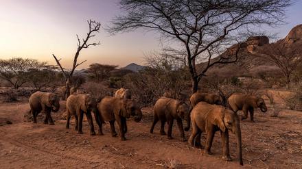 Die Rüssel sind ein Allzweckwerkzeug, mit dem Elefanten unter den zeitweise harten Bedingungen in ihren Lebensräumen überleben.