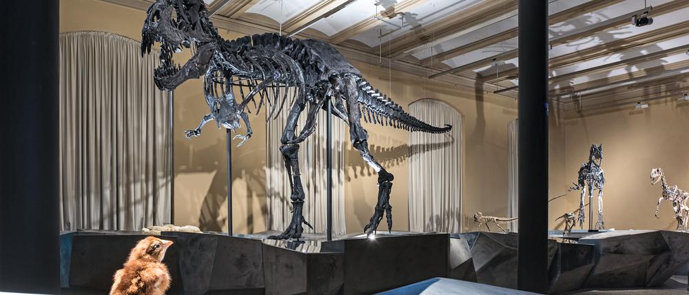 T-rex Tristan Otto „verreiste“ 2020 ins Naturkundemuseum in Kopenhagen und ist seit August 2022 zurück in Berlin.