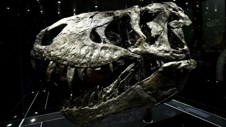 Der Schädel des Tyrannosaurus Rex namens "Tristan Otto". 