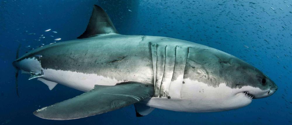 Weiße Haie sind die größten Raubfische der Erde. Sie können über sieben Meter groß und mehr als drei Tonnen schwer werden.