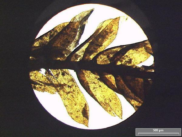 Im Mikroskop lässt das 5300 Jahre alte Moos, das an und in der Gletschermumie Ötzi gefunden wurde, der Art Neckera complanata, dem Glatten Neckermoos, zuordnen. 