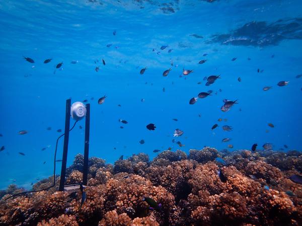 Unterwasserlautsprecher in einem zerstörten Riff.
