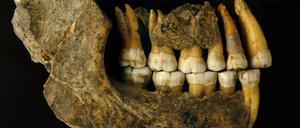 Kieferknochen eines späten Neandertalers, die in der Spy-Höhle in Belgien gefunden worden waren.