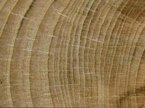 Die Ringe im Stammquerschnitt von Bäumen ergeben sich durch das jährliche Wachstum. Starke Ringe zeigen Jahre mit günstigen Bedingungen an, in Jahren mit schlechteren sind sie dünner.
