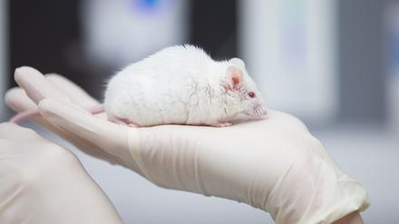 In Europa werden Arzneimittel weiterhin an Versuchstieren wie Mäusen getestet.