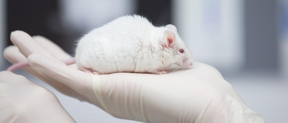 In Europa werden Arzneimittel weiterhin an Versuchstieren wie Mäusen getestet.