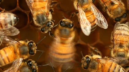Junge Bienen müssen den jeweiligen „Dialekt“ des Schwänzeltanzes, den die Schwestern verstehen, erst lernen. 