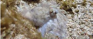Im Schlaf bewegen sich die Oktopusse kaum und erbleichen. Dieser Ruhezustand wird aber etwa stündlich unterbrochen.