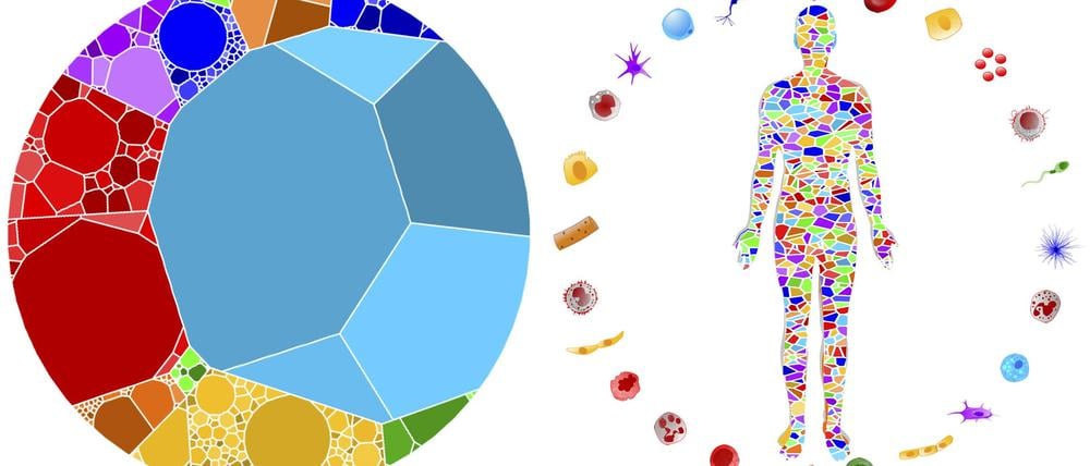 Aus Welchen Atomen Besteht Der Mensch www.tagesspiegel.de