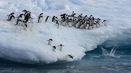 Veränderungen des Eisaufkommens in der Antarktis betreffen das Gebiet auch als Ökosystem.