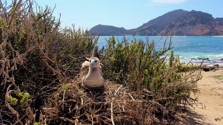 Angesichts der grassierenden Vogelgrippe gehen die ecuadorianischen Behörden 2023 Hinweisen auf kranke Vögel auf den Galapagosinseln nach.