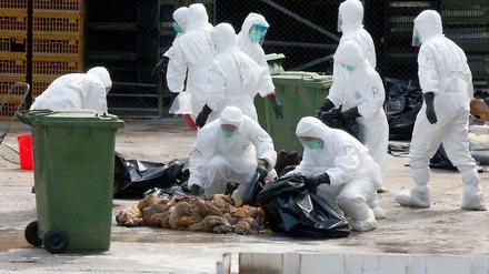 Gekeult. Mitarbeiter des Gesundheitsamtes in Hong Kong beseitigen Hühner, die sicherheitshalber getötet wurden. So soll die Ausbreitung der Vogelgrippe gebremst werden. 