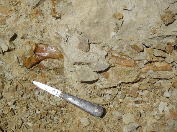 Die fossilierten Knochen (hier eine Rippe) des Peregocetus wurden in Peru am Playa Media Luna entdeckt.