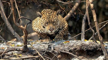Ein Jaguar lauert im Park Encontro das Aguas im Pantanal-Feuchtgebiet, welches vor kurzem von Waldbränden heimgesucht wurde. Nach Angaben eines staatlichen Instituts hat sich die Zahl der Waldbrände in den größten tropischen Feuchtgebieten der Welt in der ersten Hälfte des Jahres 2020 mehr als verdoppelt.