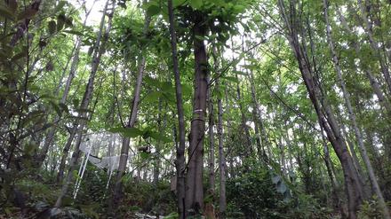 Im größten Biodiversitätsexperiment der Welt werden im Süden Chinas auf einer der 566 Versuchsflächen die Reaktionen der Bäume auf den Klimawandel beobachtet.