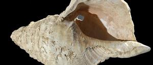 Vor mehr als 17.000 Jahren bauten Steinzeitmenschen aus einer 31 Zentimeter langen Schale einer Tritonschnecke ein Blasinstrument, das einem Waldhorn ähnelte.