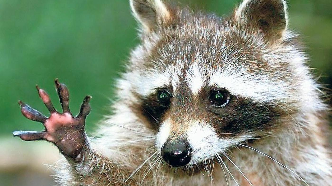 Wildtiere Ausbreitung der Waschbären bedroht andere Arten