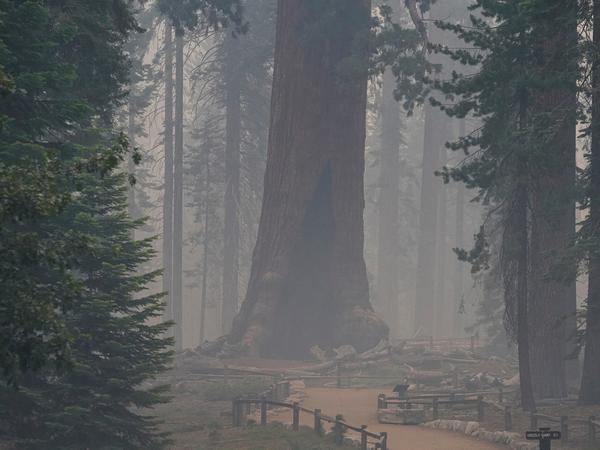 Rauch umweht den „Grizzly Giant“, einen monumentalen Riesenmammutbaum im Yosemite-Nationalpark.