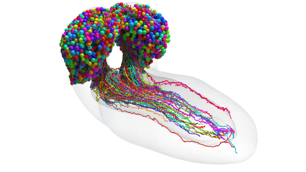 Aus rund 3000 Nervenzellen besteht das Gehirn der Fruchtfliegenlarve, deren 548.000 Verbindungen jetzt mit Hilfe von Elektronenmikroskopie kartiert wurden.