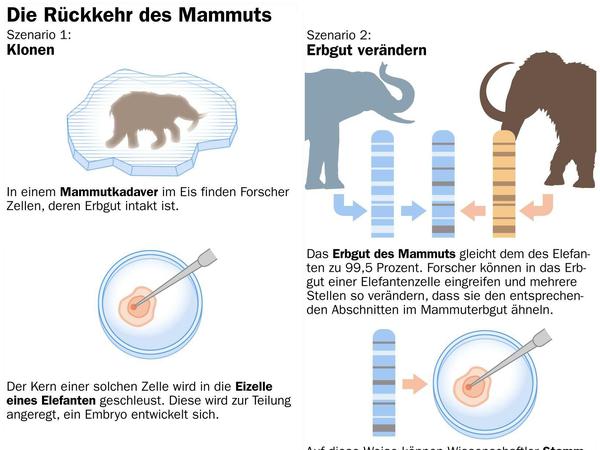 So könnte ein Mammut wieder zum Leben erweckt werden. 
