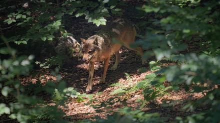 Wölfe suchen sich in Deutschland heute andere Reviere als die ersten zurückkehrenden Rudel.