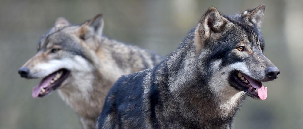 Im Gehege, wie hier im Wildpark Eekholt, sind Wölfe keine "Problemwölfe". Doch die etwa tausend Wölfe, die freilebend durch Deutschland ziehen, sorgen immer mehr Landwirte und Anwohner. 