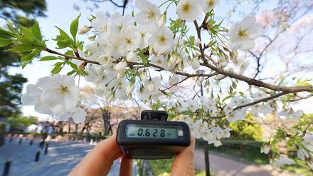 Kirschblüte in Tokio - der Geigerzähler ist trotzdem präsent.