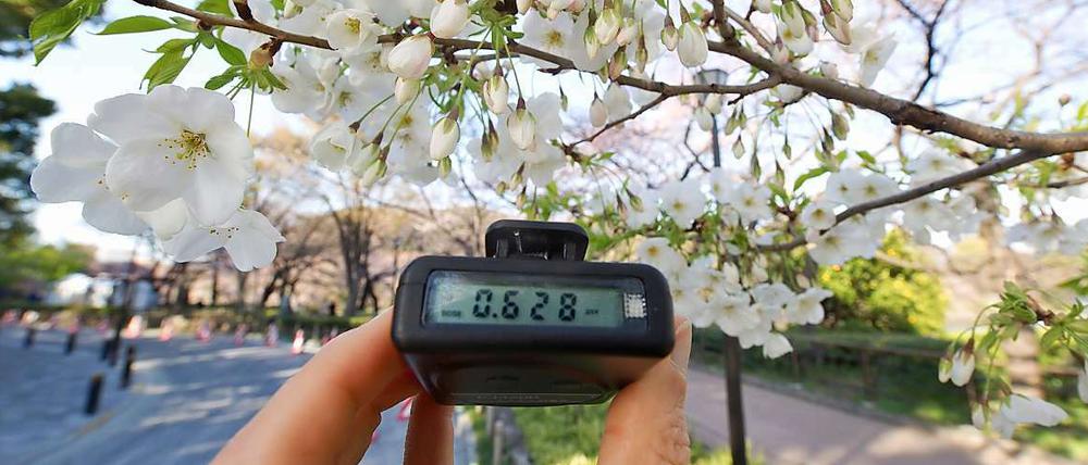 Kirschblüte in Tokio - der Geigerzähler ist trotzdem präsent.
