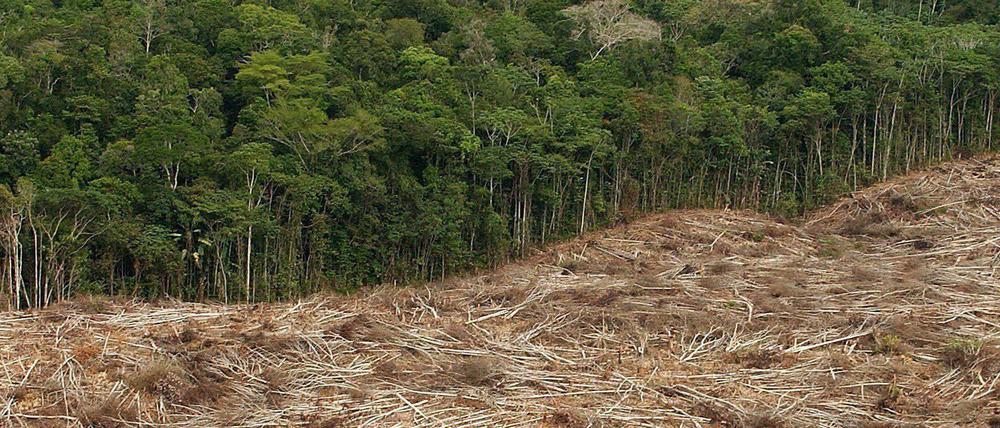 Kohlenstoff- und artenreiche Lebensräume wie Regenwälder zu erhalten oder wiederherzustellen nützt dem Klima- und dem Artenschutz.