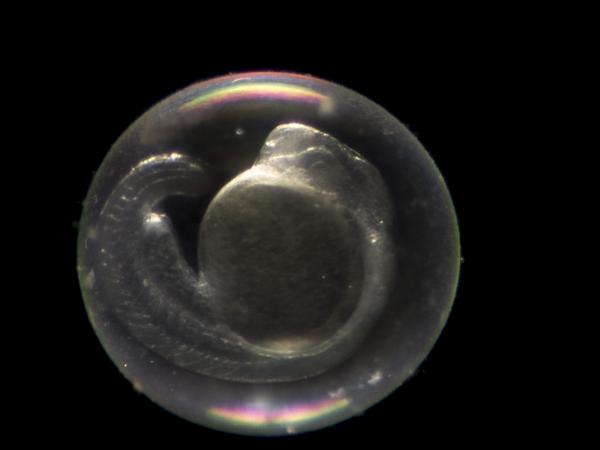 Embryo of a zebrafish (Danio rerio), 24 hours after fusion of egg and sperm.