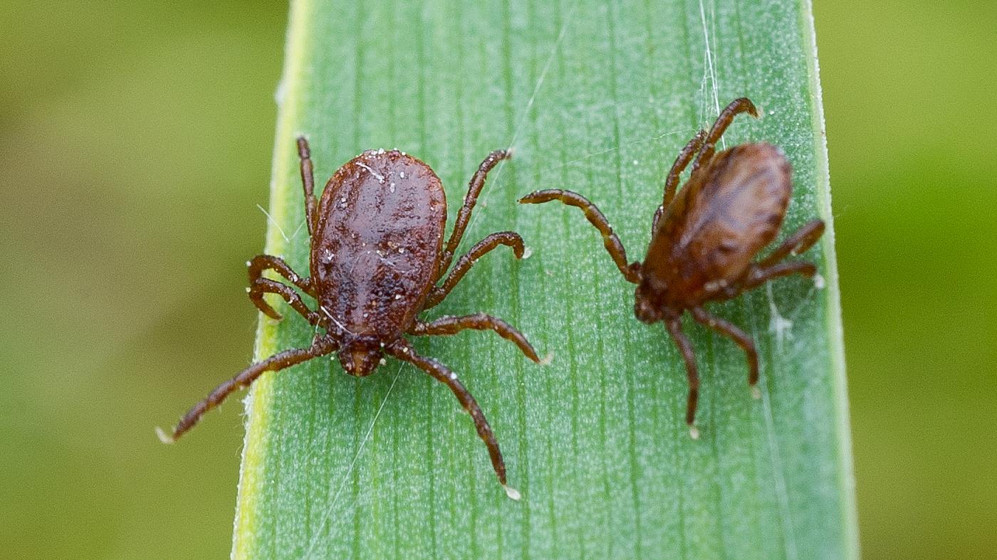 Risiko durch Zeckenstiche: Experten erklären, wie Borreliose übertragen wird und wann man ...