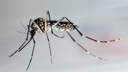 Mücken der Art Aedes aegytpi übertragen nicht nur Denguefieber, sondern auch Zika-Viren. Sie stehen im Verdacht, die menschliche Embryonalentwicklung zu stören und Fehlbildungen auszulösen. 